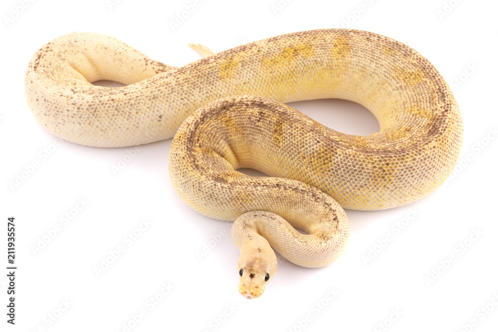 Obraz premium ball python snake reptile