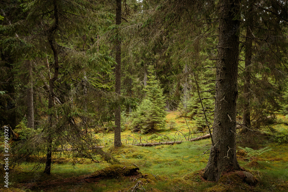 Wald und Lichtung in einem Naturschutzgebiet in Schweden