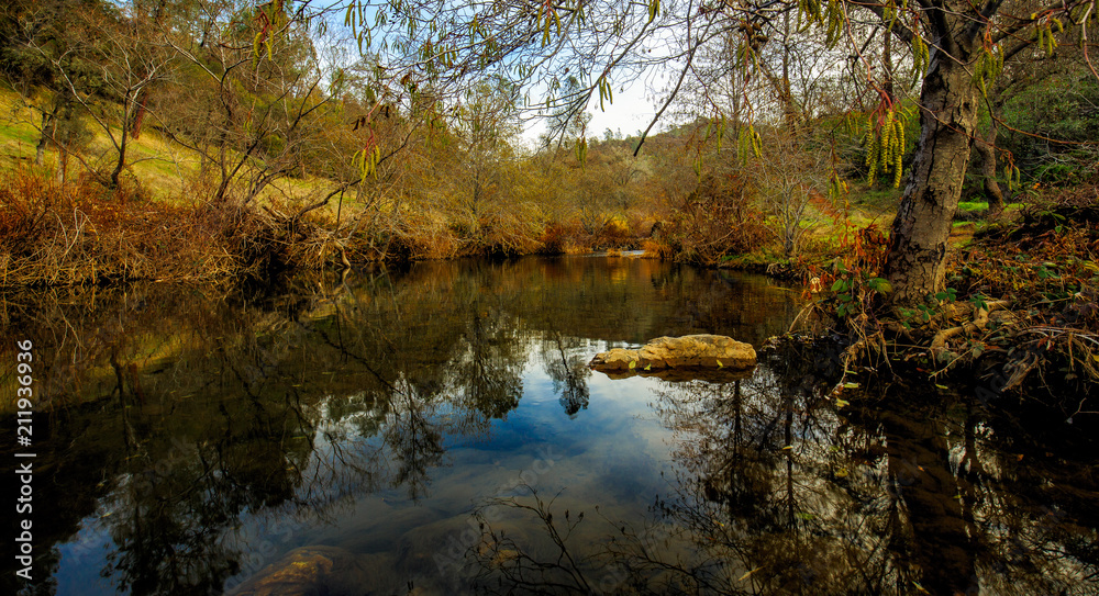 Quite pond with tree reflection Quite pond with tree reflection