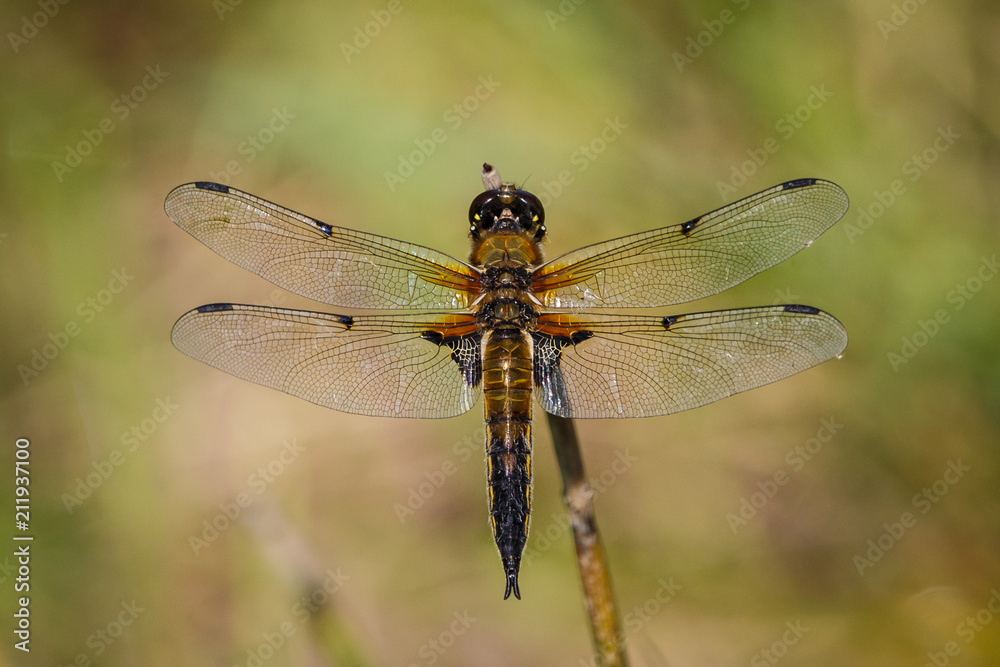 dragonfly dragonfly