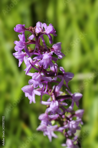 Wallpaper Mural Wilde Orchidee Torontodigital.ca