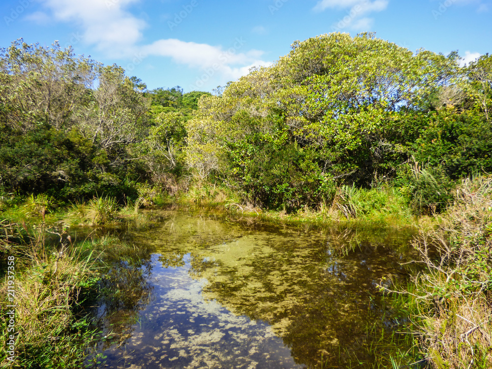 Source of Rio Vermelho (Red river), clean, transparent waters reflecting the sky - Florianopolis, Brazil Source of Rio Vermelho (Red river), clean, transparent waters reflecting the sky - Florianopolis, Brazil