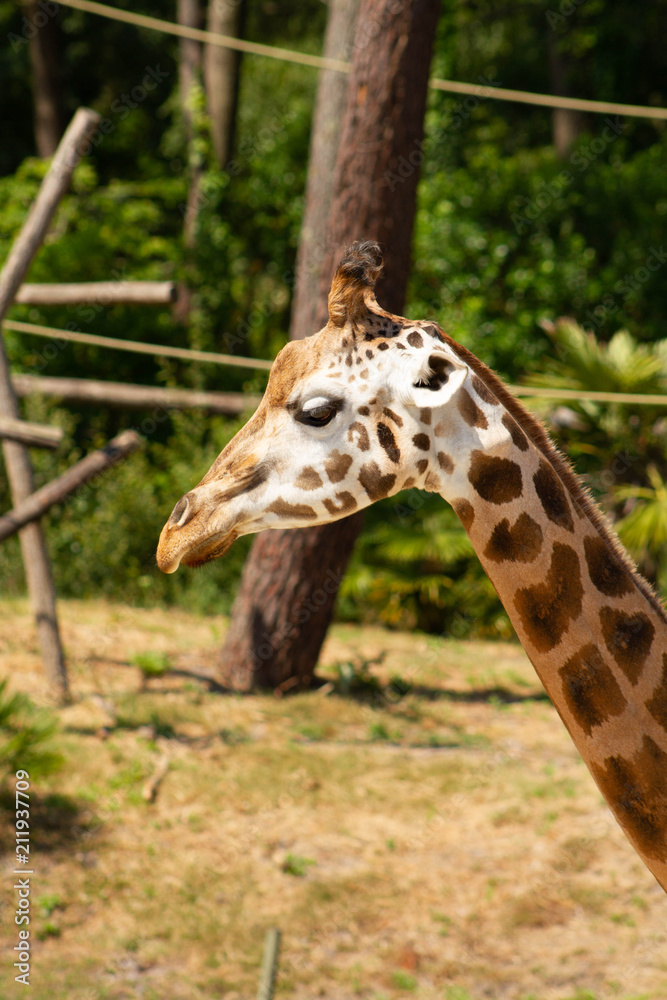 Obraz premium girafes