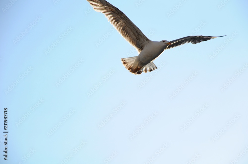 Fototapeta premium The sea bird flying over architectures and Grand Canal in Venice, Italy