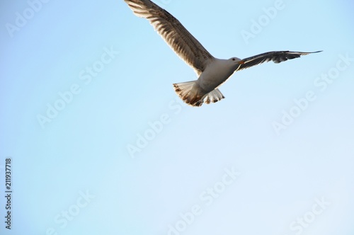 The sea bird flying over architectures and Grand Canal in Venice  Italy