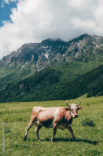 cow looking at camera at green mountain landscape background