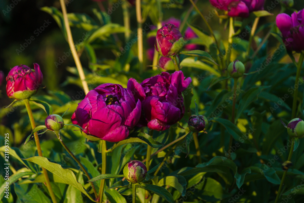 Pretty Pink Peonies at the Legislature Pretty Pink Peonies at the Legislature