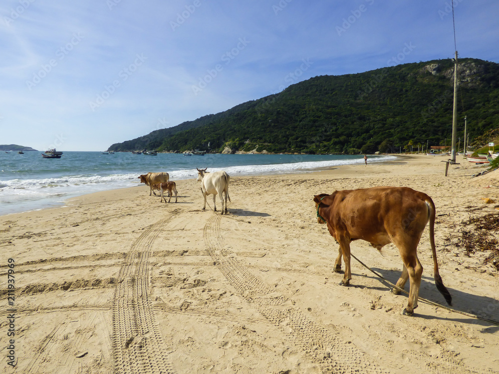 Cows at Ingleses beach - Florianopolis, Brazil Cows at Ingleses beach - Florianopolis, Brazil