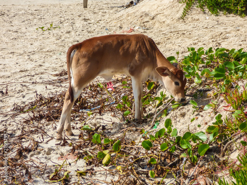 A calf at Ingleses beach - Florianopolis, Brazil