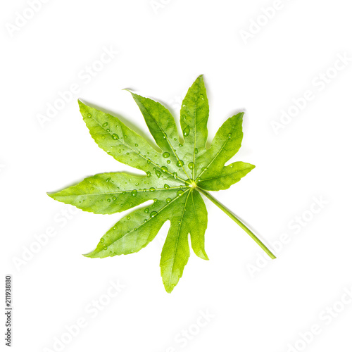 Green leaf exotic tropical plant isolated white background