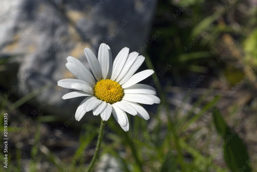 Obraz premium Margerite