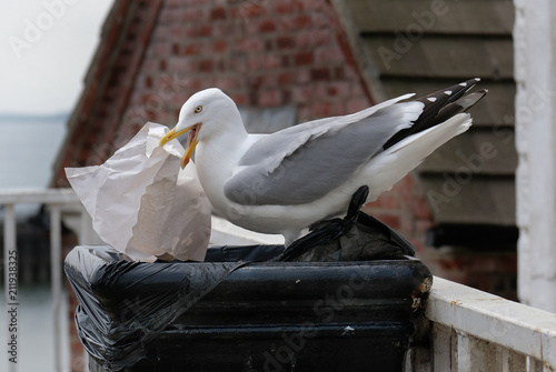 Large Herring Gull at seaside resort looking for food.