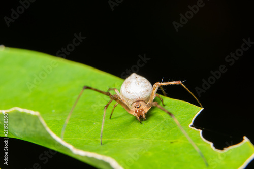 Macro spider on the plant © Aukid