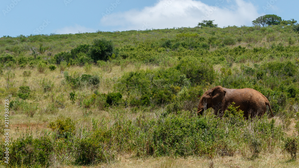 Elephant walking in the forest of long grass
