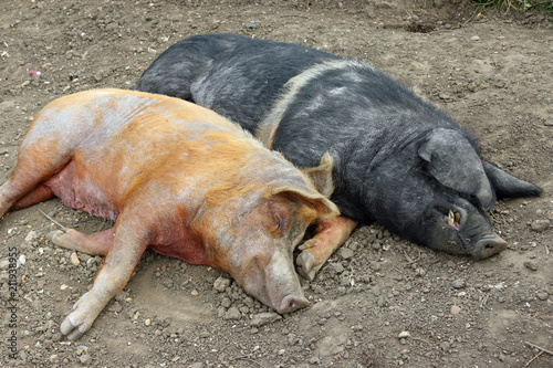 Tamworth and Essex Saddleback pigs photo