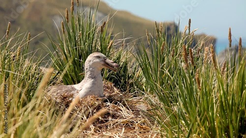Nesting Albatross shot on South Geogia Island photo