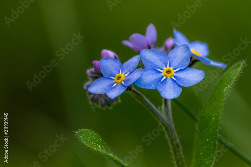 Wood forget-me-not (Myosotis sylvatica)