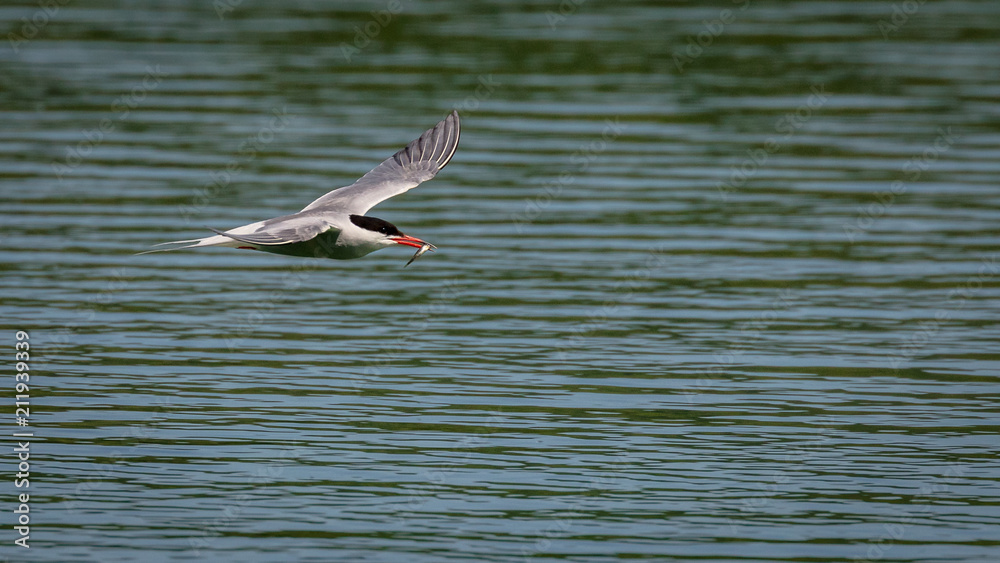 Arctic tern in flight with fish