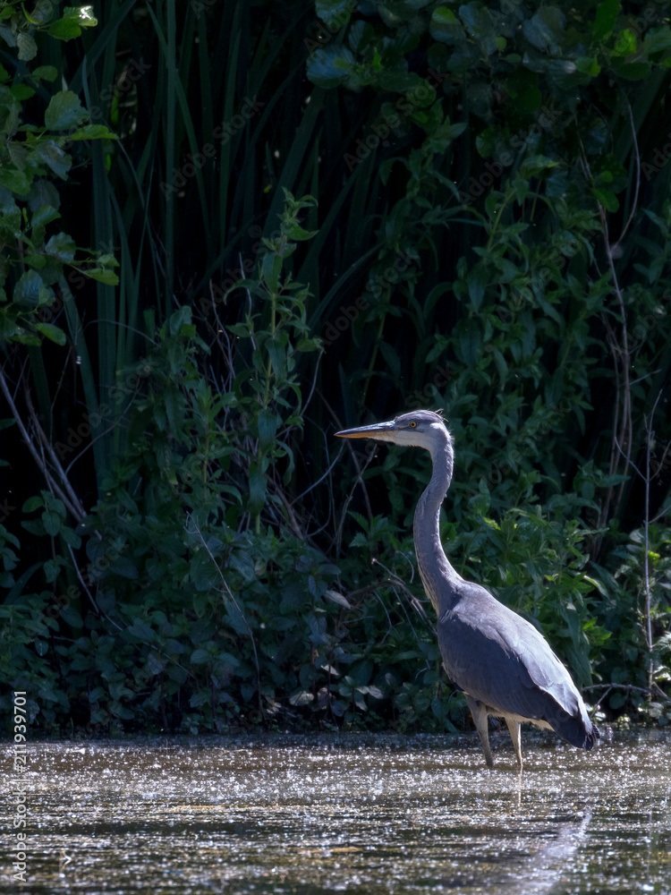 Fototapeta premium Grey Heron in habitat