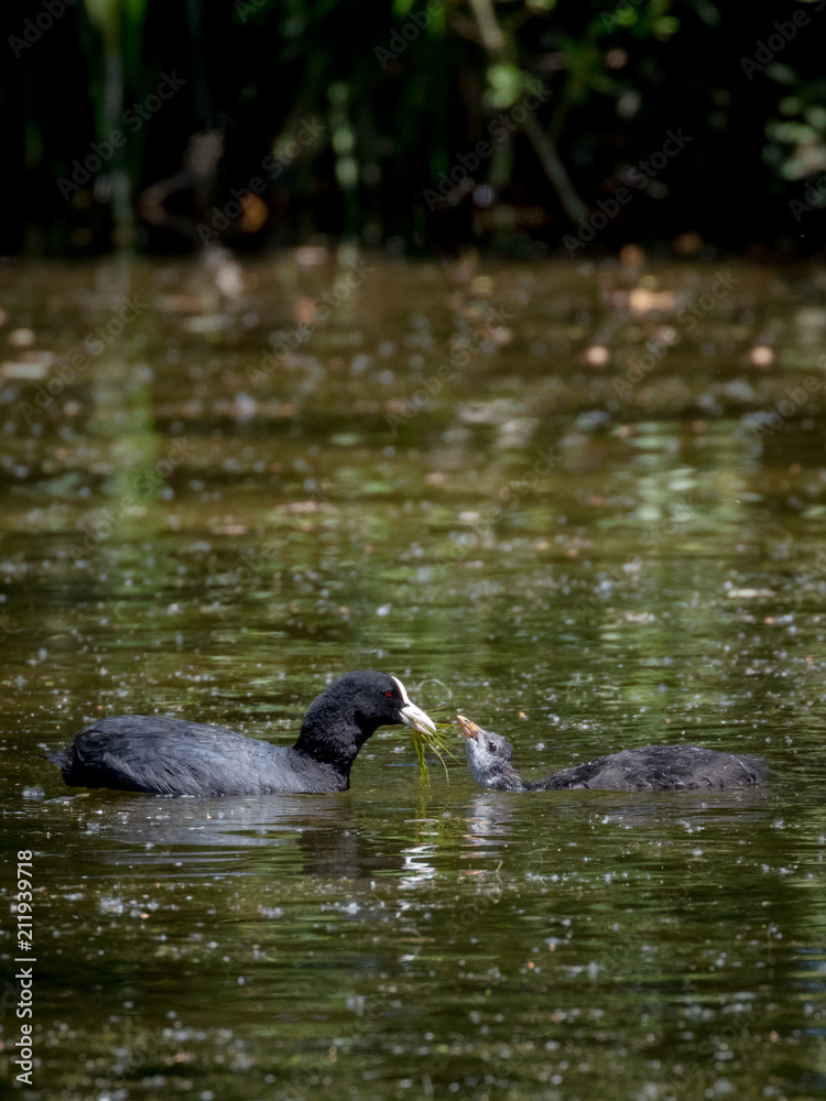 Mother and chicks. Eurasian coot, waterfowl Mother and chicks. Eurasian coot, waterfowl