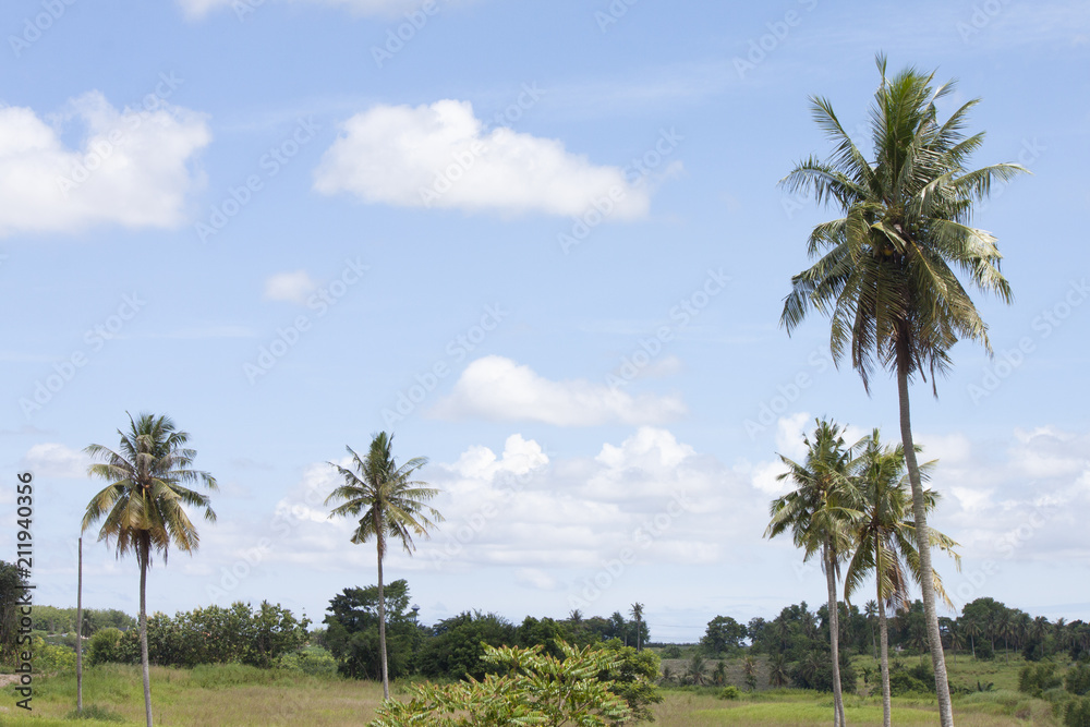 Landscape of nature coconut trees in the garden under the sky with white clouds and blue sky.