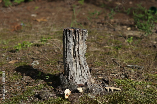 Tree Stump 6