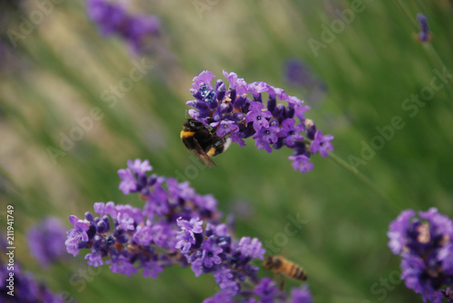 bee
