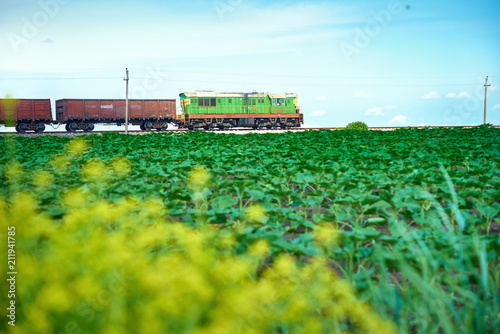 A field of green young sunflowers near the railway. By rail the train goes freight