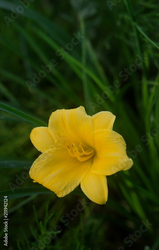 Blooming unusual yellow mini daylilies  grown on a home flower bed.