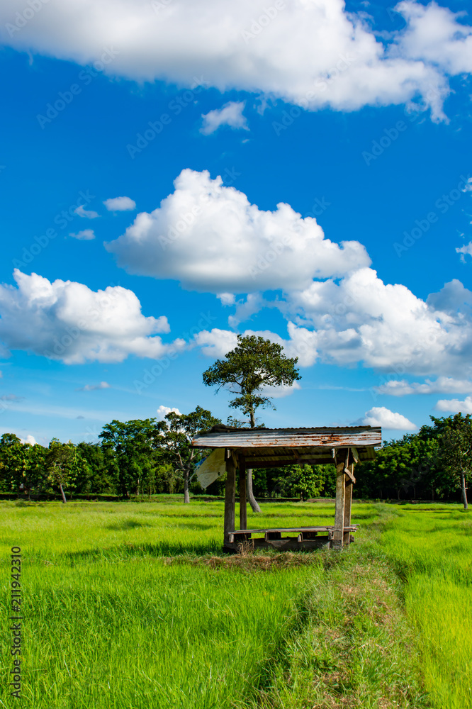 The beautiful green rice paddy fields and trees. On the bright sky The beautiful green rice paddy fields and trees. On the bright sky