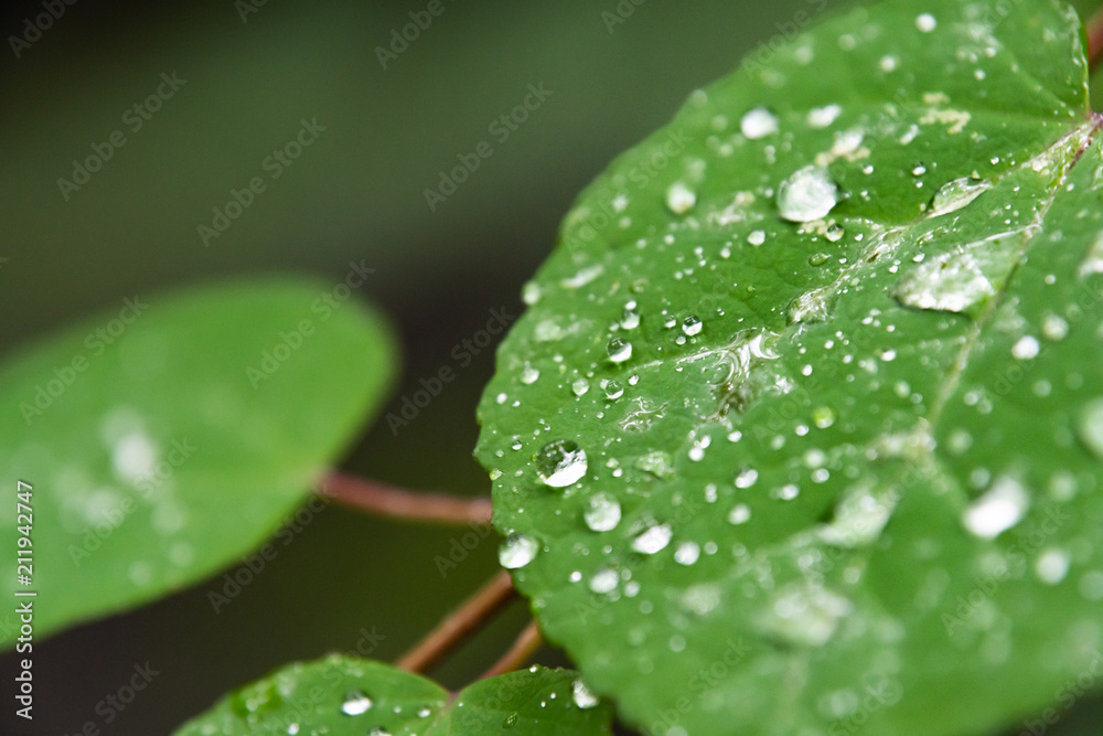 雨で濡れたはっぱ /梅雨のイメージ 雨で濡れたはっぱ /梅雨のイメージ