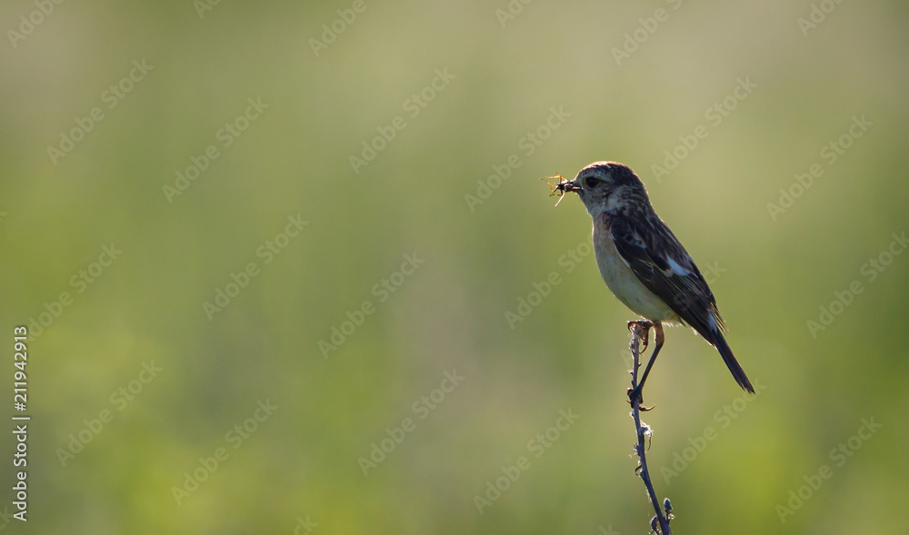 Obraz premium chalk-stone