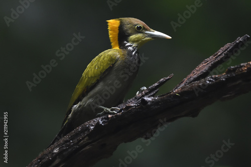 Greater yellownaped woodpecker bird china