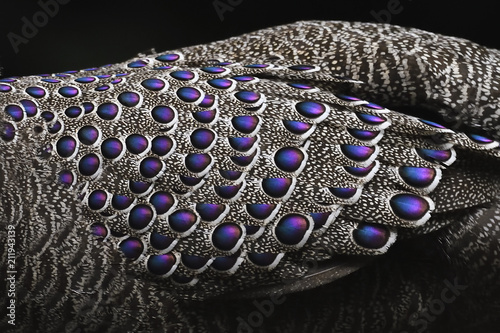 Grey peacock-pheasant bird close up feathers china photo