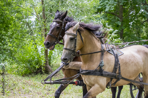 A pair of horses in a harness run through the park