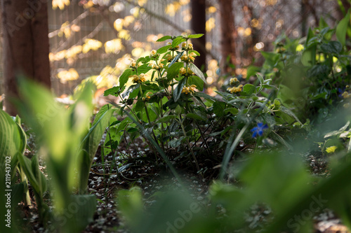 Flowers in the garden
