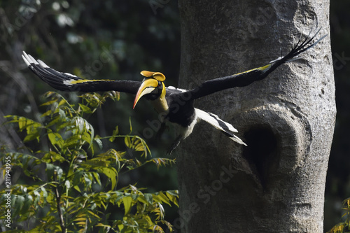 Great hornbill bird flying in China