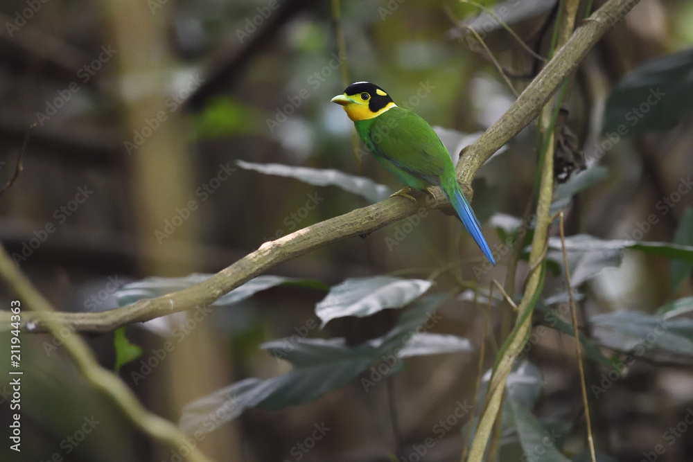 Long-tailed broadbill bird on a branch china Long-tailed broadbill bird on a branch china