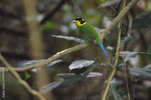 Long-tailed broadbill bird on a branch china photo