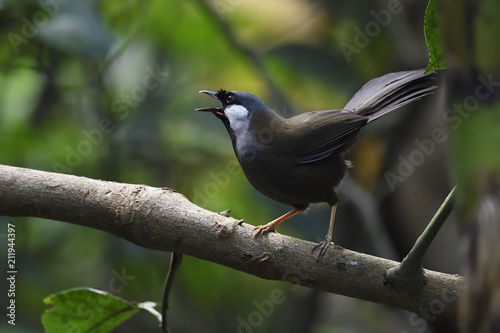 Black-throated laughing thrush bird singing china photo