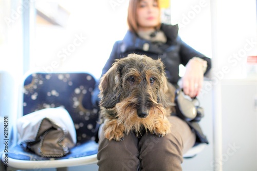 Cane bassotto seduto sul BUS photo