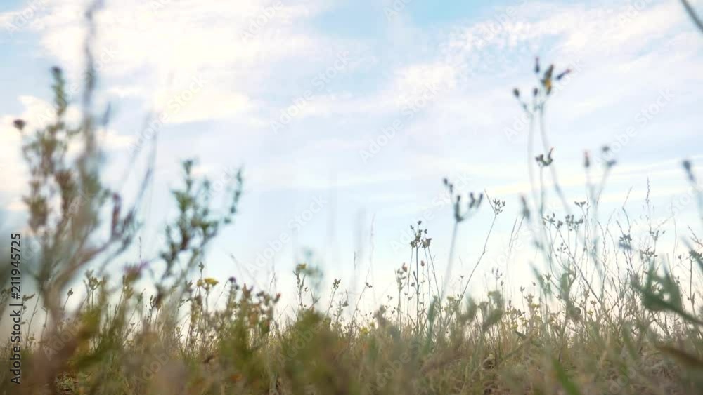 wild grass in a field nature landscape against a blue sky with slow motion video. nature field concept wild grass in a field nature landscape against a blue sky with slow motion video. nature field concept