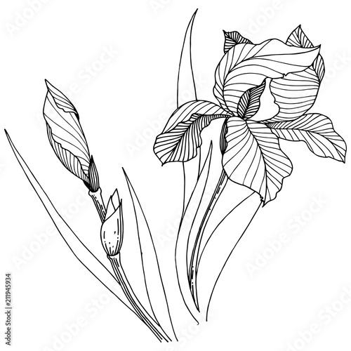 Wildflower irises in a vector style isolated. Full name of the plant: iris. Vector flower for background, texture, wrapper pattern, frame or border.