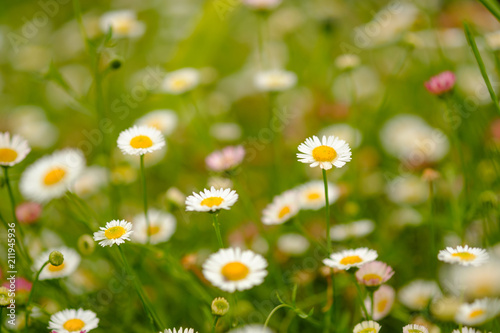 Chamomile growing in garden,small is flower and blur background