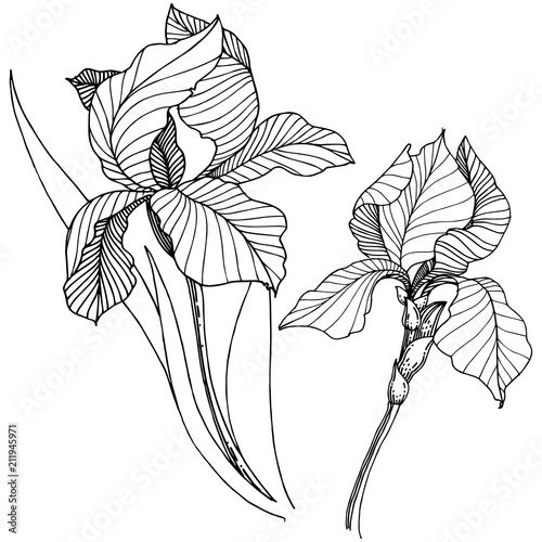 Wildflower irises in a vector style isolated. Full name of the plant: iris. Vector flower for background, texture, wrapper pattern, frame or border.