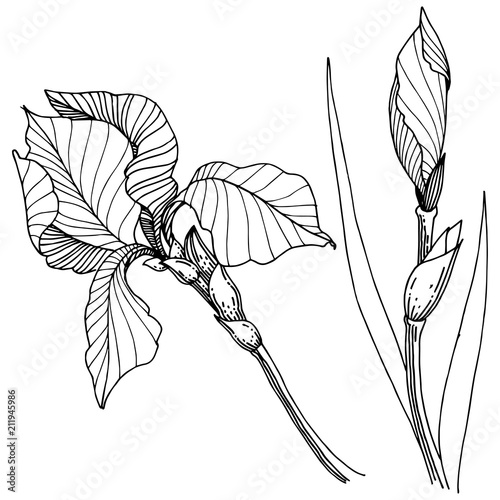 Wildflower irises in a vector style isolated. Full name of the plant: iris. Vector flower for background, texture, wrapper pattern, frame or border.