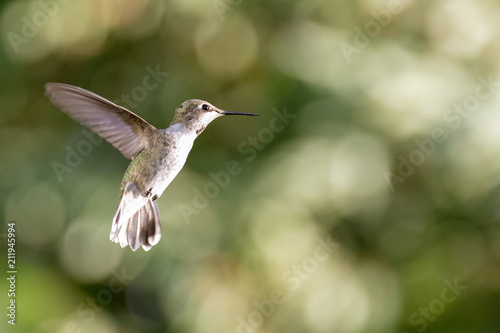 Female Anna's hummingbird in flight with a bokeh background.