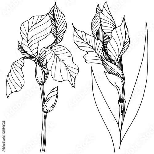 Wildflower irises in a vector style isolated. Full name of the plant: iris. Vector flower for background, texture, wrapper pattern, frame or border.