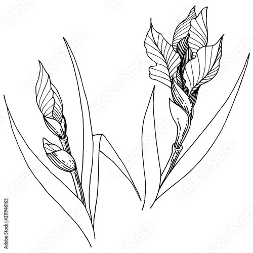 Wildflower irises in a vector style isolated. Full name of the plant: iris. Vector flower for background, texture, wrapper pattern, frame or border.