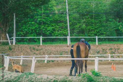 The female trainer is training the young horse for the tame in r